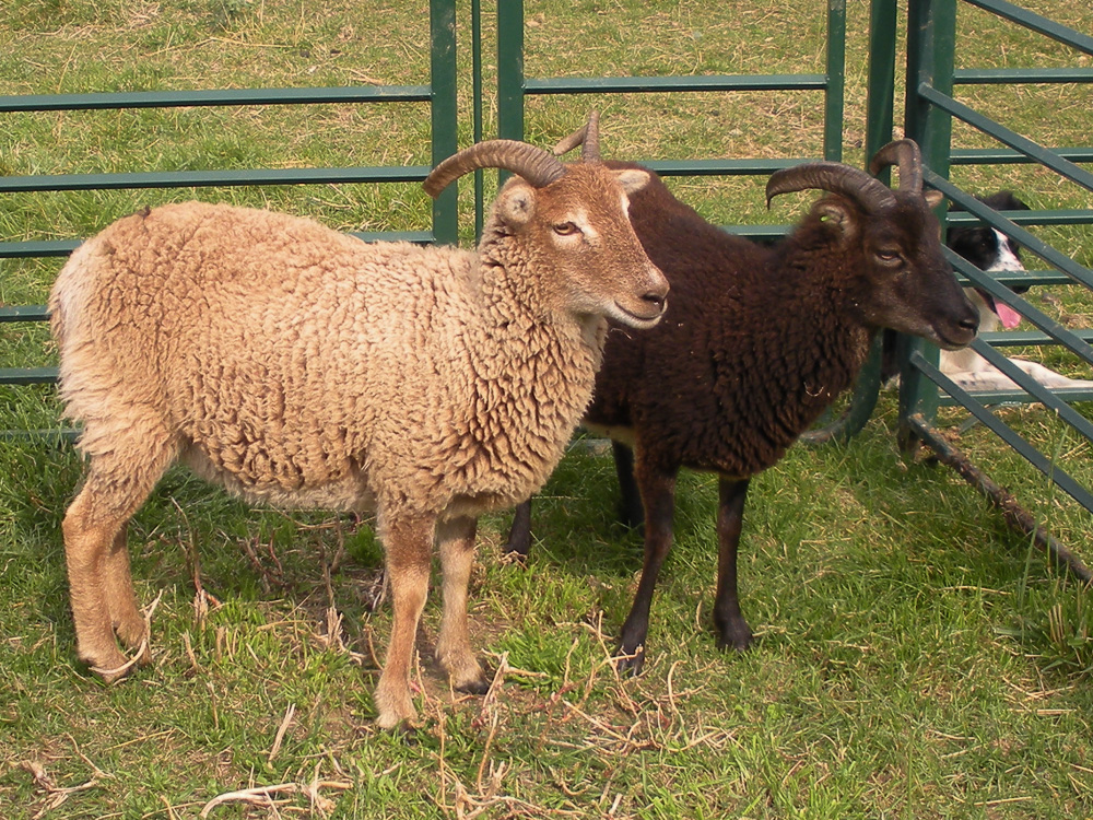 two yearling Soay ewes